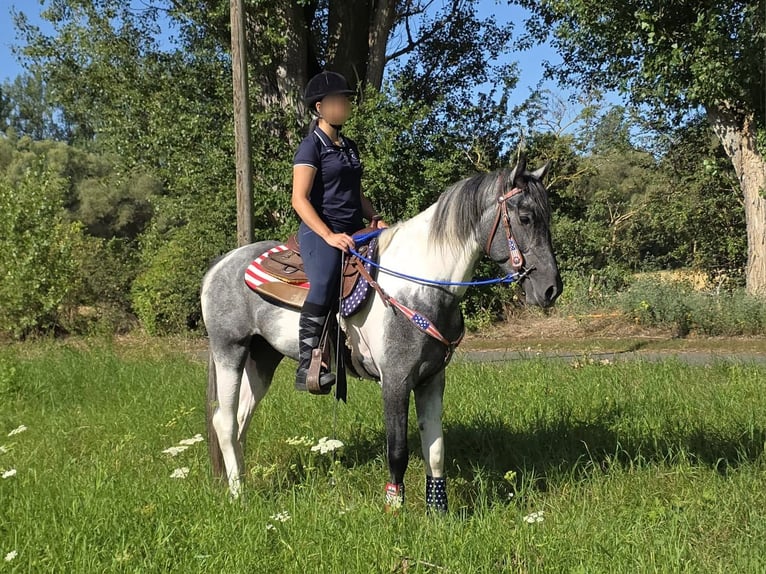 Pintos Ruin 3 Jaar 154 cm Gevlekt-paard in Linkenbach