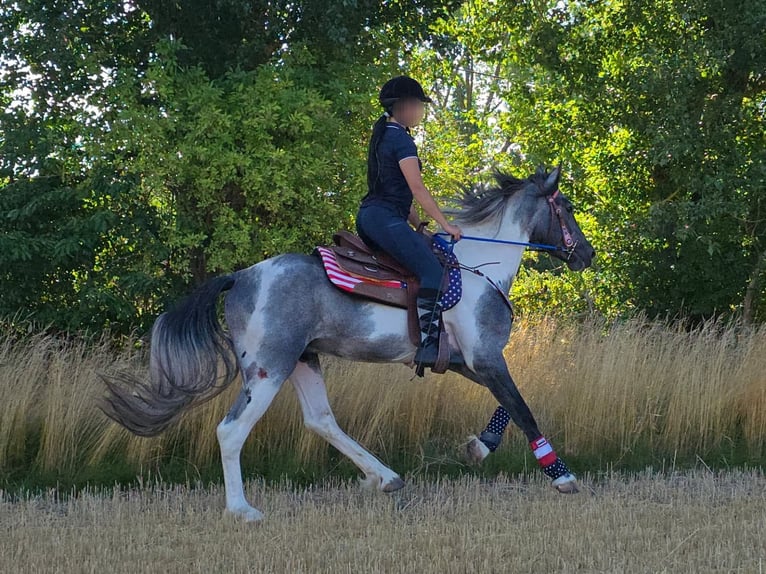 Pintos Ruin 3 Jaar 154 cm Gevlekt-paard in Linkenbach