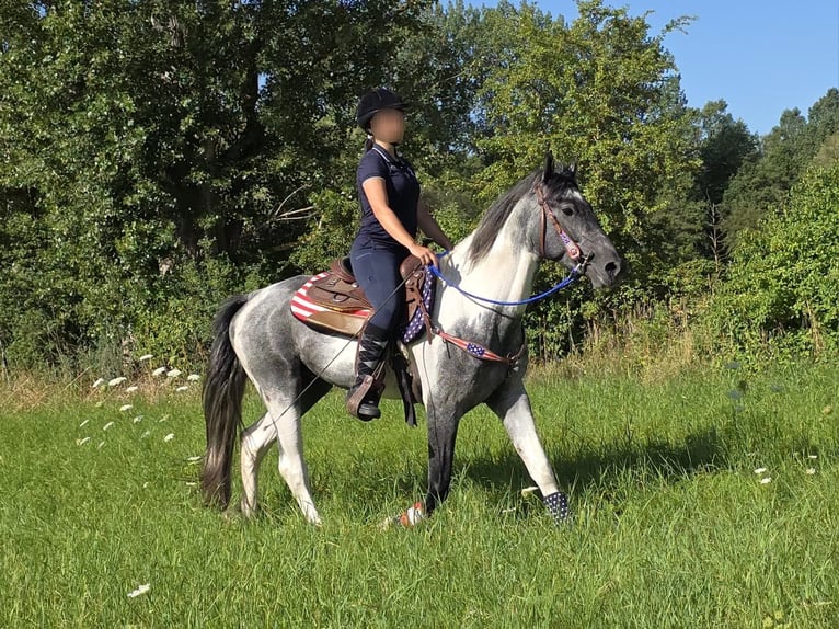 Pintos Ruin 3 Jaar 154 cm Gevlekt-paard in Linkenbach