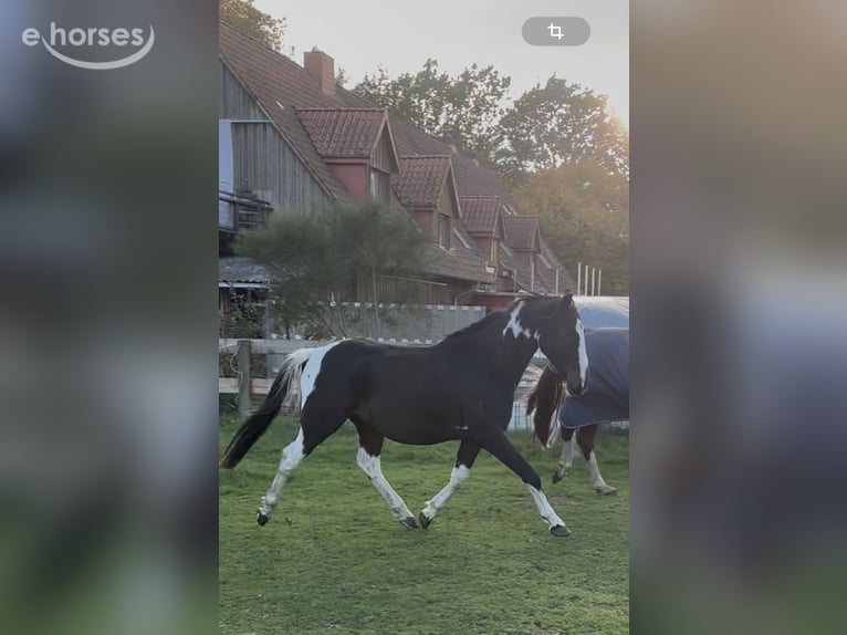 Pintos Ruin 3 Jaar 155 cm Gevlekt-paard in Holste