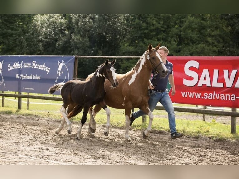 Pintos Ruin 3 Jaar 155 cm Gevlekt-paard in Holste