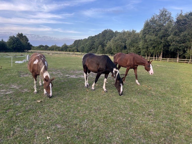 Pintos Ruin 3 Jaar 155 cm Gevlekt-paard in Holste