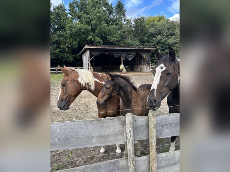 Pintos Ruin 3 Jaar 155 cm Gevlekt-paard in Holste