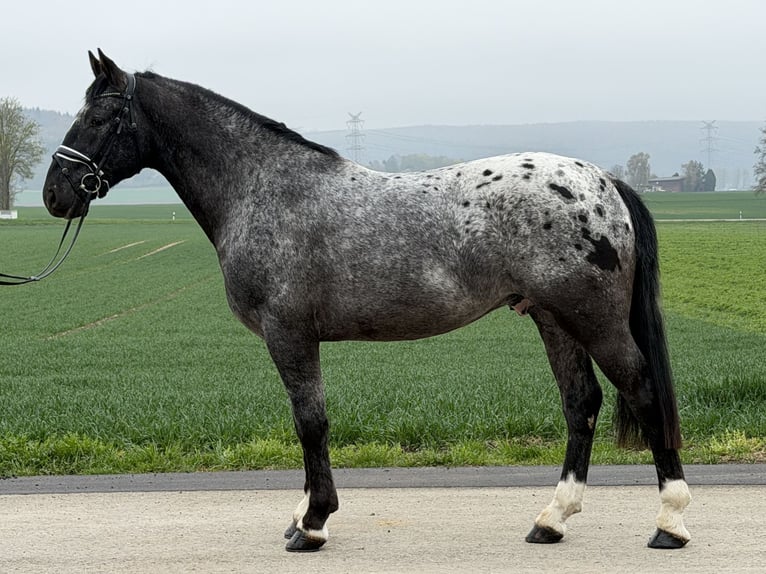Pintos Mix Ruin 3 Jaar 158 cm Appaloosa in Riedlingen