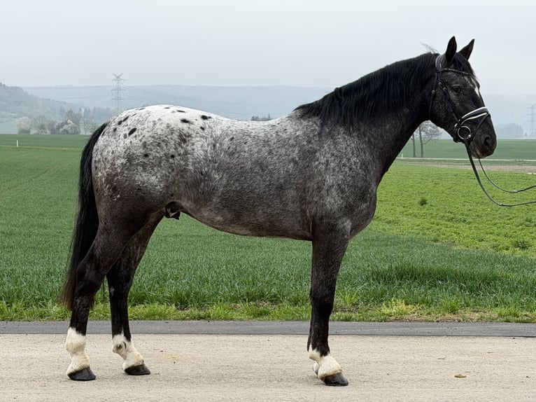 Pintos Mix Ruin 3 Jaar 158 cm Appaloosa in Riedlingen