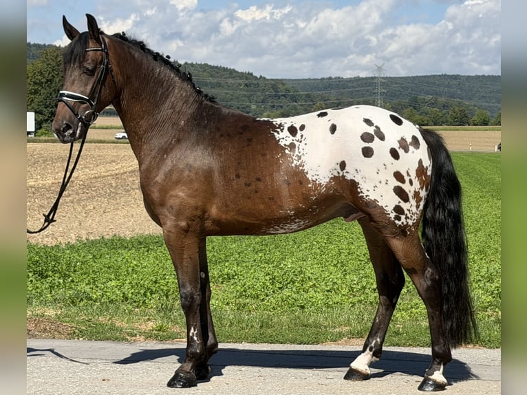 Pintos Mix Ruin 3 Jaar 159 cm Appaloosa in Riedlingen