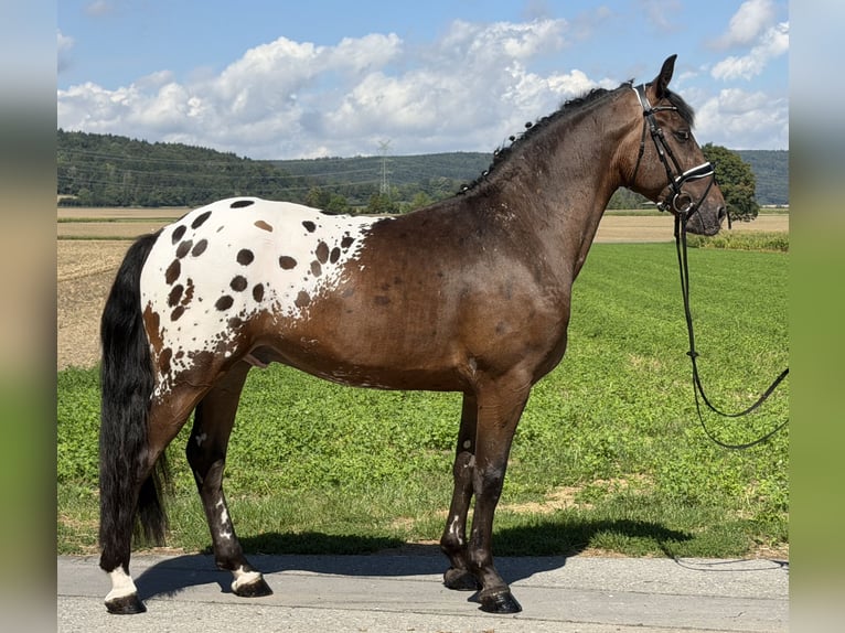 Pintos Mix Ruin 3 Jaar 159 cm Appaloosa in Riedlingen