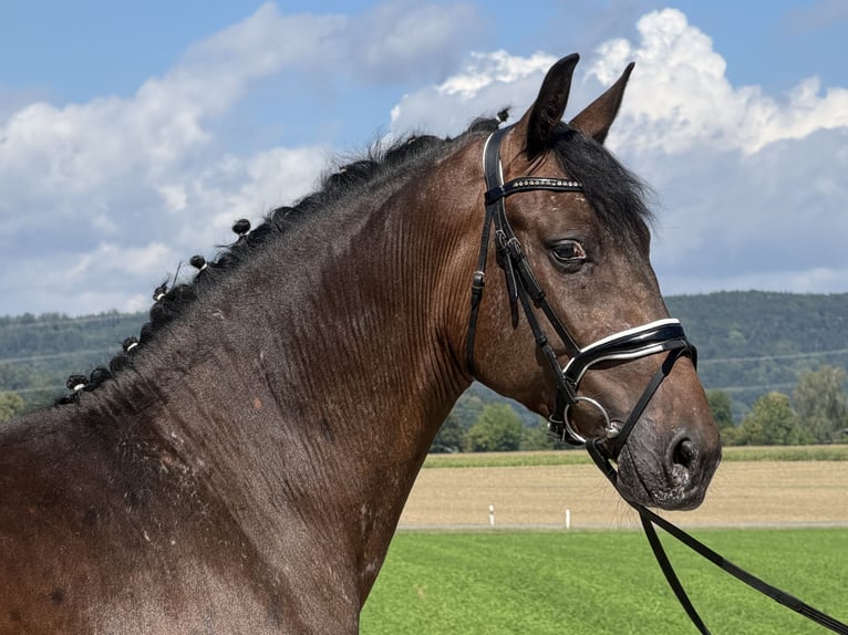Pintos Mix Ruin 3 Jaar 159 cm Appaloosa in Riedlingen