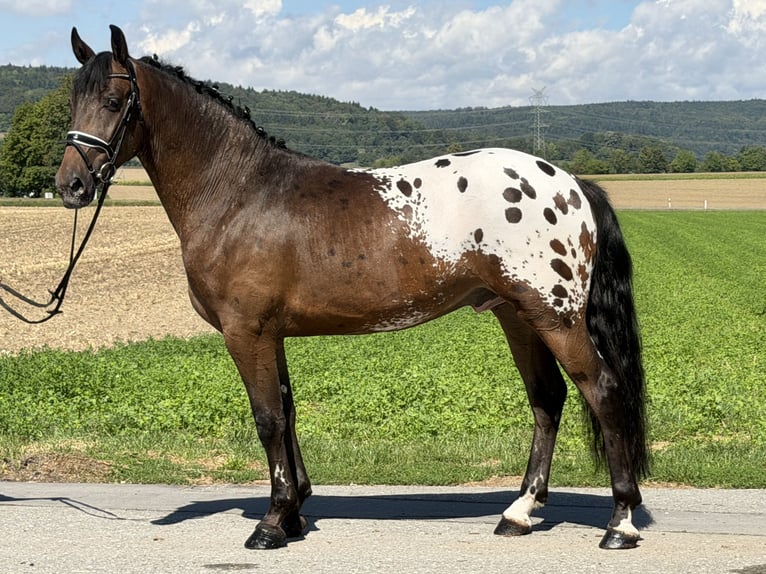 Pintos Mix Ruin 3 Jaar 159 cm Appaloosa in Riedlingen