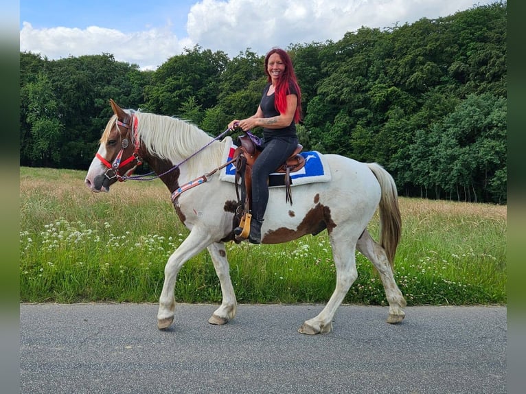 Pintos Ruin 3 Jaar 160 cm Gevlekt-paard in Linkenbach
