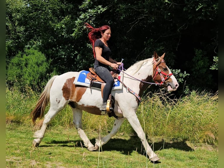 Pintos Ruin 3 Jaar 160 cm Gevlekt-paard in Linkenbach