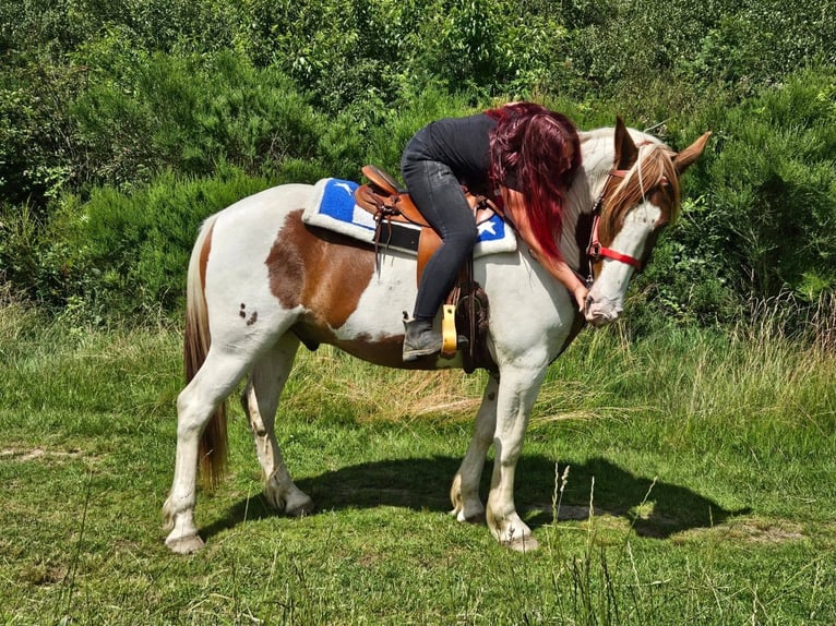 Pintos Ruin 3 Jaar 160 cm Gevlekt-paard in Linkenbach