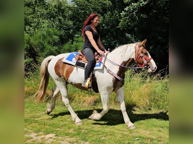 Pintos Ruin 3 Jaar 160 cm Gevlekt-paard in Linkenbach