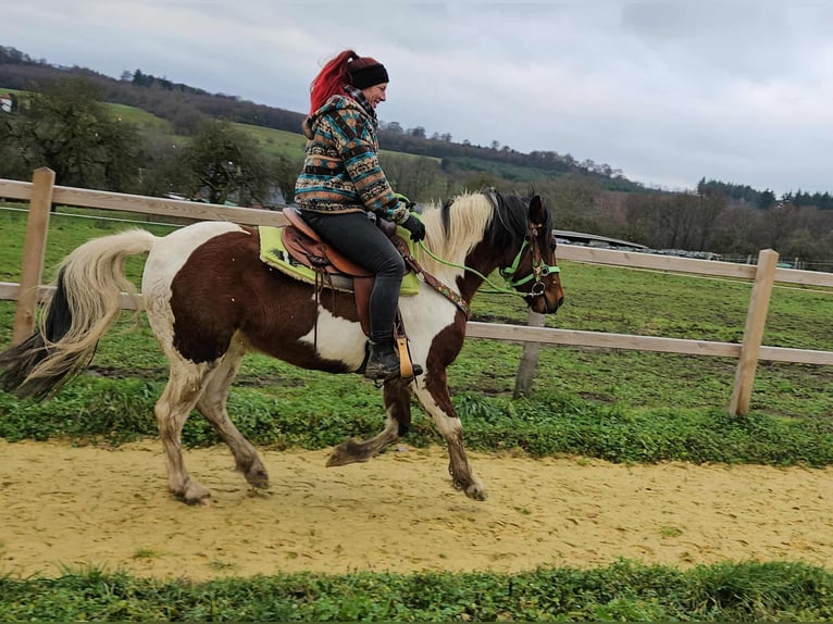 Pintos Ruin 4 Jaar 143 cm Gevlekt-paard in Linkenbach