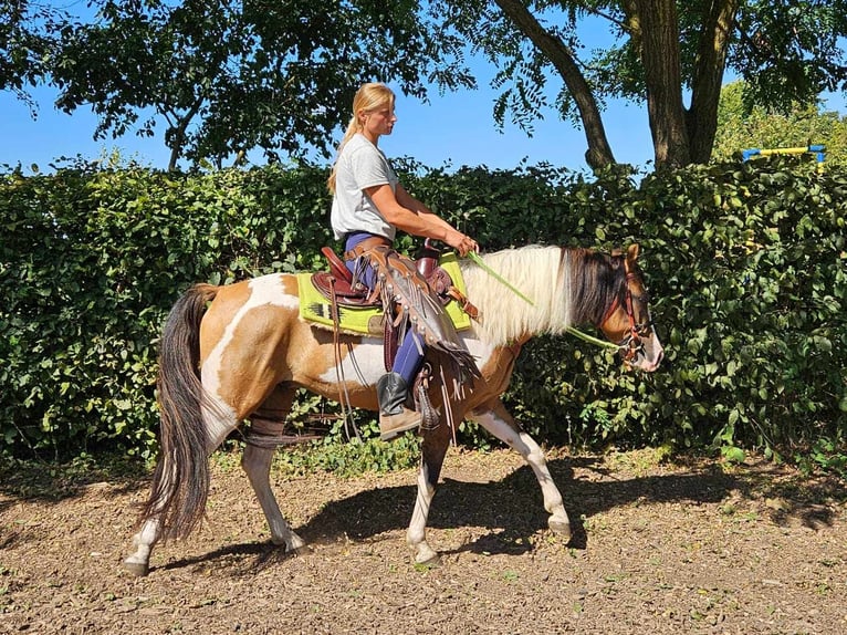 Pintos Ruin 4 Jaar 146 cm Gevlekt-paard in Linkenbach