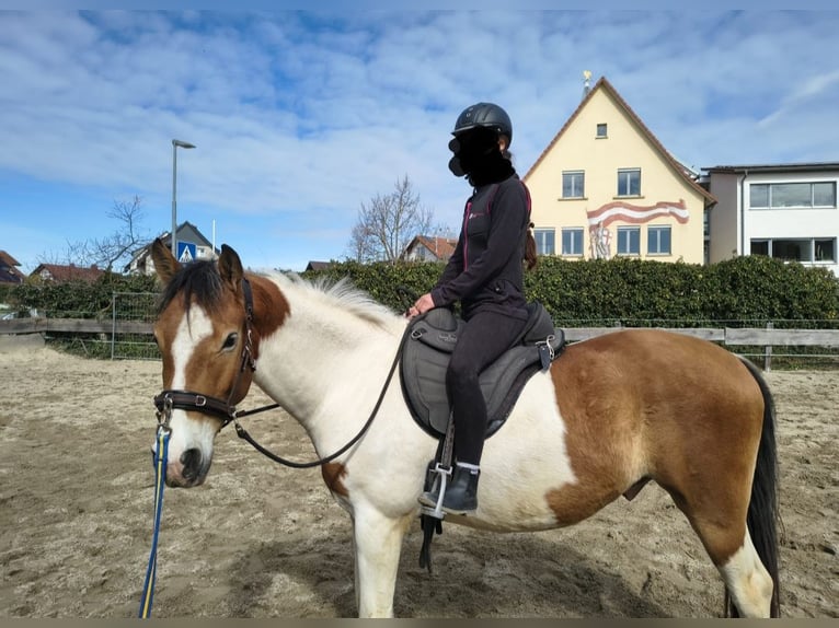 Pintos Mix Ruin 4 Jaar 150 cm Gevlekt-paard in Ballrechten-Dottingen