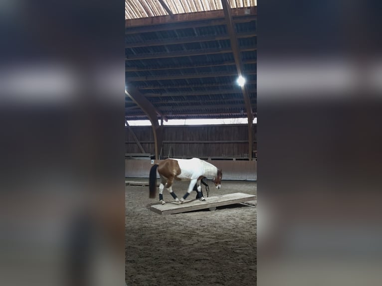 Pintos Mix Ruin 4 Jaar 150 cm Gevlekt-paard in Ballrechten-Dottingen