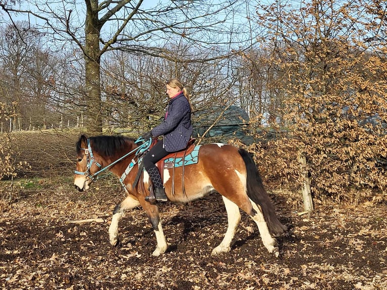 Pintos Ruin 4 Jaar 150 cm Gevlekt-paard in Linkenbach