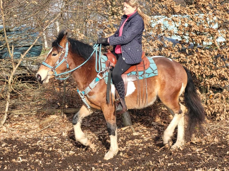 Pintos Ruin 4 Jaar 150 cm Gevlekt-paard in Linkenbach