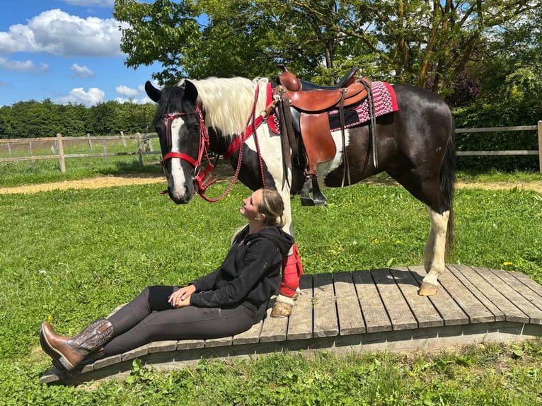 Pintos Ruin 4 Jaar 152 cm Gevlekt-paard in Linkenbach