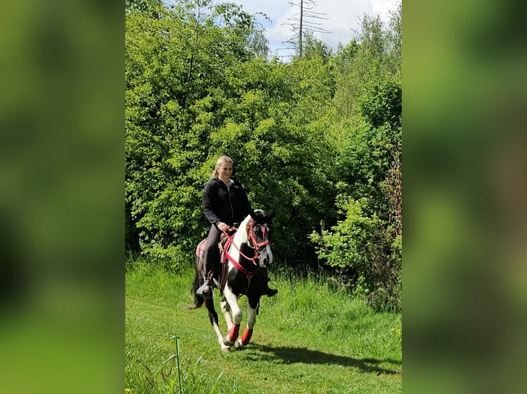 Pintos Ruin 4 Jaar 152 cm Gevlekt-paard in Linkenbach