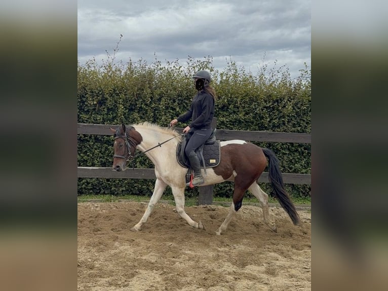 Pintos Ruin 4 Jaar 154 cm Gevlekt-paard in Daleiden