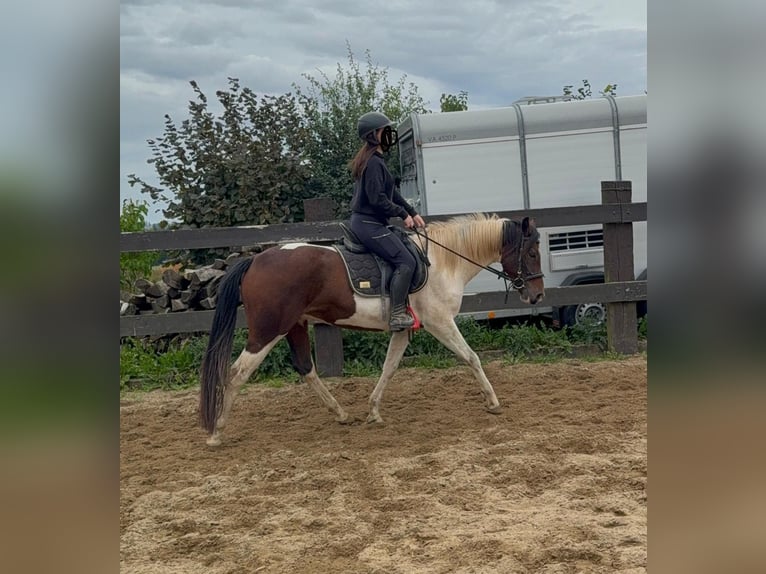 Pintos Ruin 4 Jaar 154 cm Gevlekt-paard in Daleiden