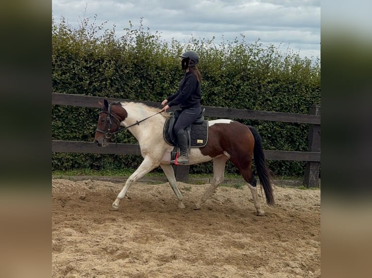 Pintos Ruin 4 Jaar 154 cm Gevlekt-paard in Daleiden