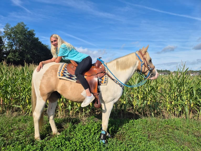 Pintos Ruin 4 Jaar 154 cm Gevlekt-paard in Linkenbach