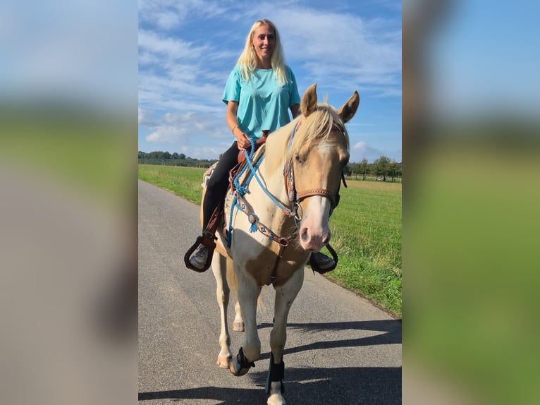 Pintos Ruin 4 Jaar 154 cm Gevlekt-paard in Linkenbach