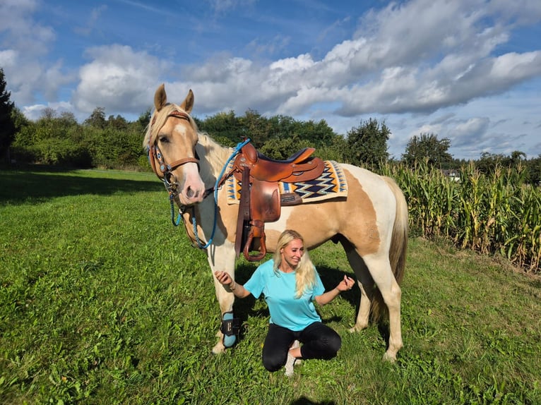 Pintos Ruin 4 Jaar 154 cm Gevlekt-paard in Linkenbach