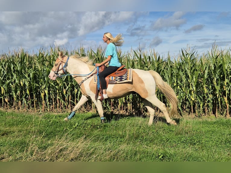 Pintos Ruin 4 Jaar 154 cm Gevlekt-paard in Linkenbach