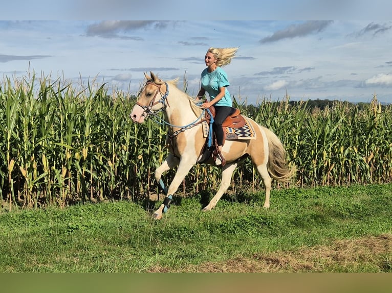 Pintos Ruin 4 Jaar 154 cm Gevlekt-paard in Linkenbach