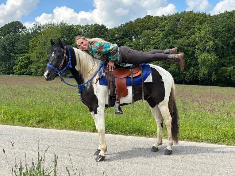 Pintos Ruin 4 Jaar 154 cm Gevlekt-paard in Linkenbach