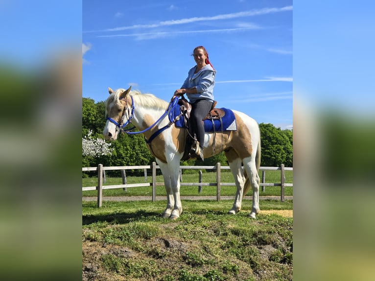 Pintos Ruin 4 Jaar 154 cm Gevlekt-paard in Linkenbach