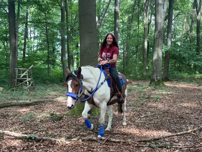 Pintos Ruin 4 Jaar 155 cm Gevlekt-paard in Linkenbach