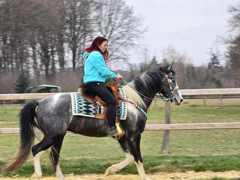 Pintos Ruin 4 Jaar 157 cm Gevlekt-paard in Linkenbach