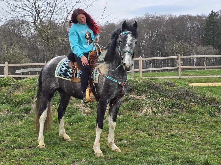 Pintos Ruin 4 Jaar 157 cm Gevlekt-paard in Linkenbach