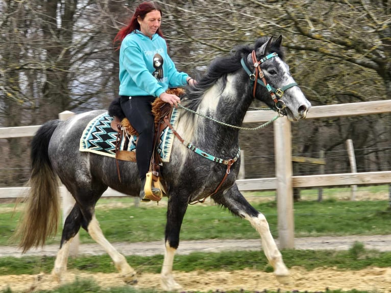 Pintos Ruin 4 Jaar 157 cm Gevlekt-paard in Linkenbach