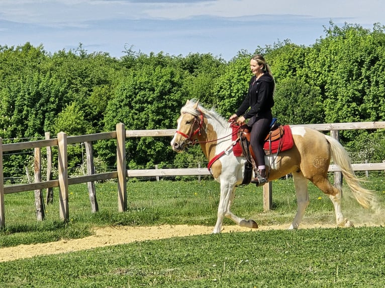 Pintos Ruin 4 Jaar 158 cm Gevlekt-paard in Linkenbach