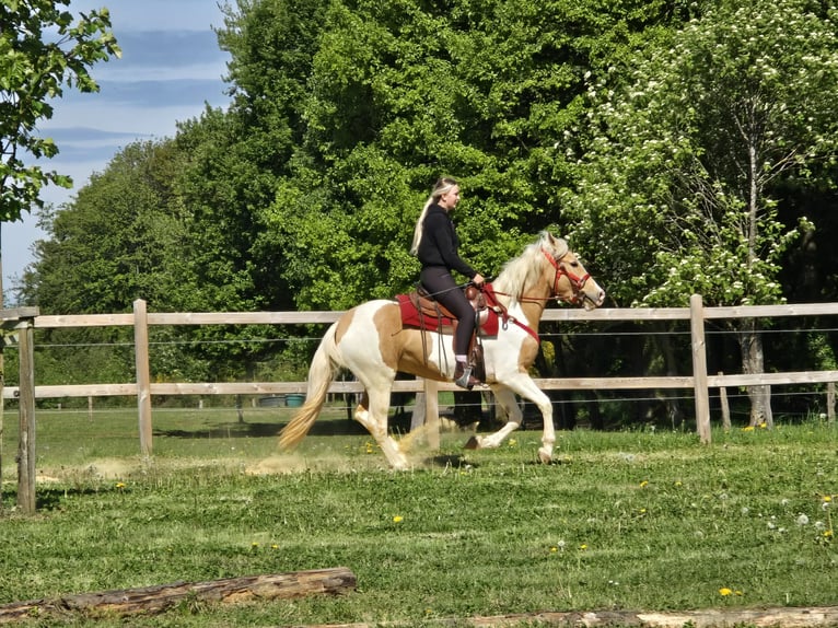 Pintos Ruin 4 Jaar 158 cm Gevlekt-paard in Linkenbach