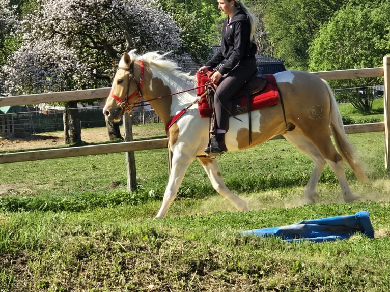 Pintos Ruin 4 Jaar 158 cm Gevlekt-paard in Linkenbach