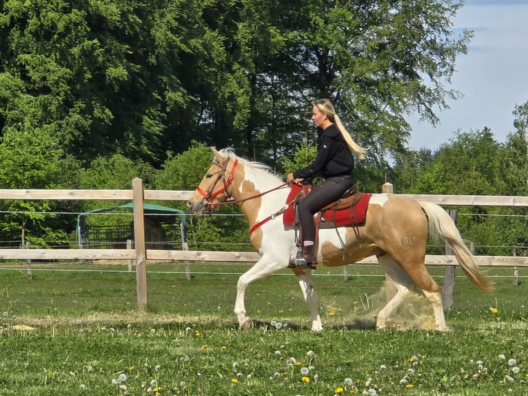 Pintos Ruin 4 Jaar 158 cm Gevlekt-paard in Linkenbach