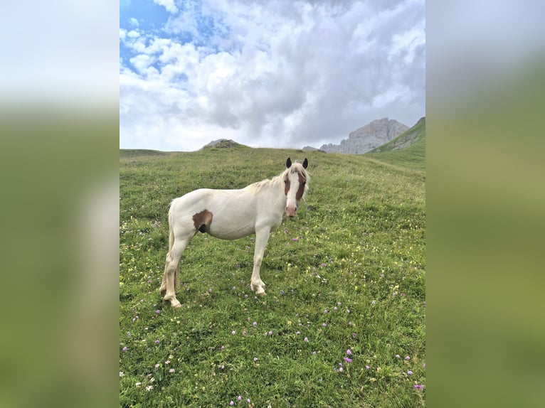 Pintos Ruin 5 Jaar 145 cm Gevlekt-paard in Bozen