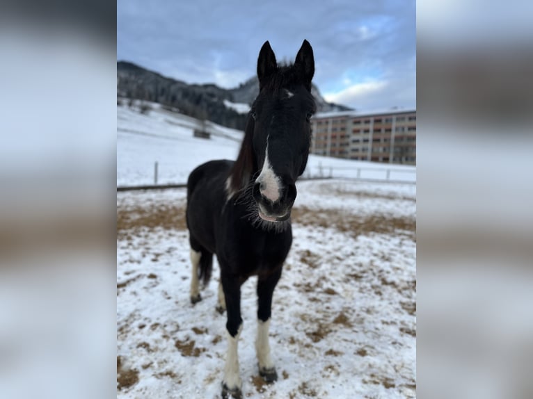 Pintos Ruin 5 Jaar 146 cm Gevlekt-paard in Bad Hindelang