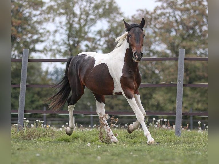 Pintos Mix Ruin 5 Jaar 150 cm Gevlekt-paard in Pastetten