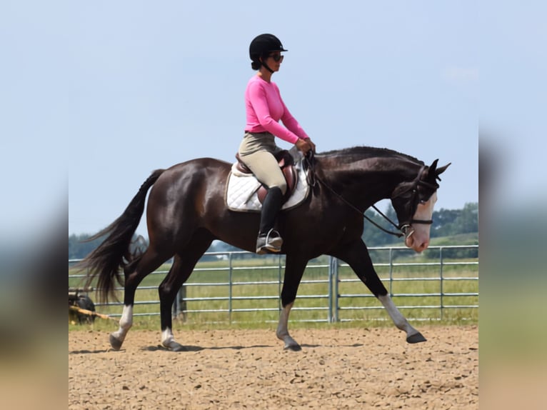 Pintos Ruin 5 Jaar 152 cm Zwart in Joice
