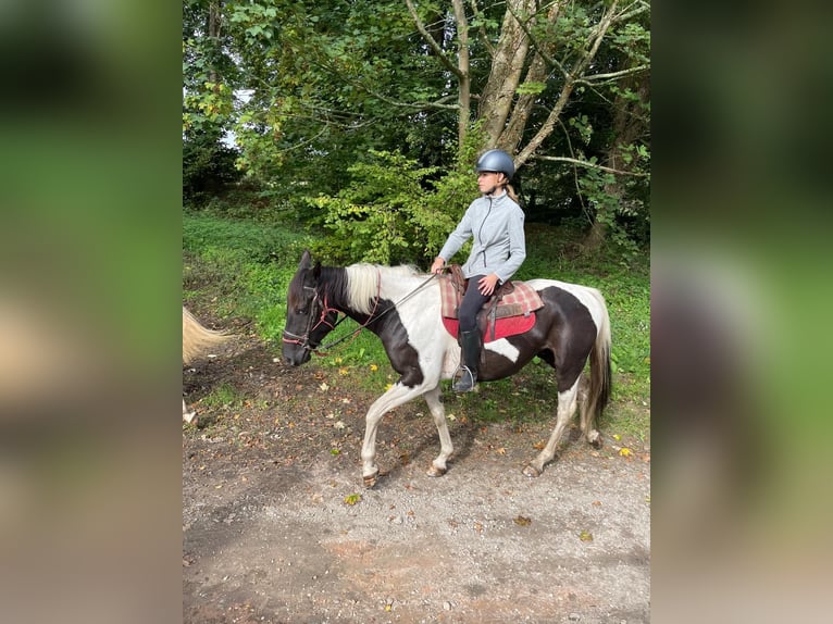 Pintos Ruin 5 Jaar 155 cm Gevlekt-paard in Tréauville
