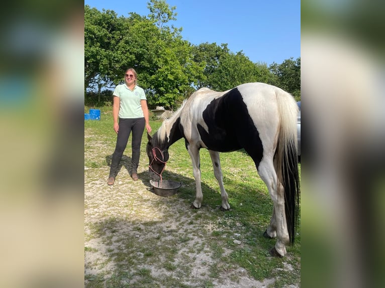Pintos Ruin 5 Jaar 155 cm Gevlekt-paard in Tréauville