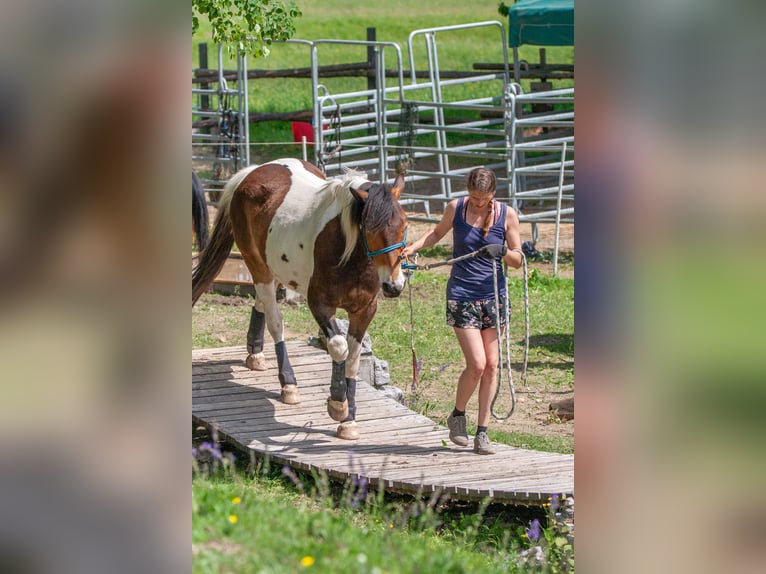 Pintos Ruin 5 Jaar 158 cm Gevlekt-paard in V&#xF6;lkermarkt